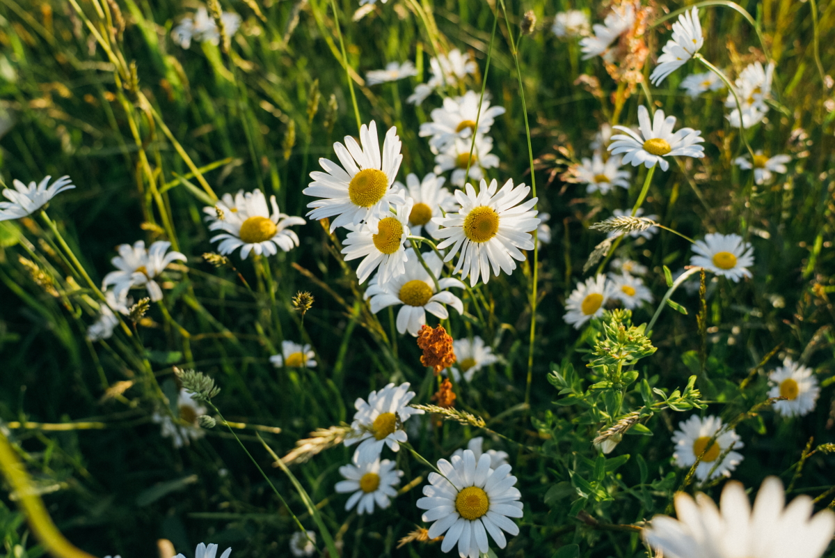 Margrietinas_saules_rasa.jpg
