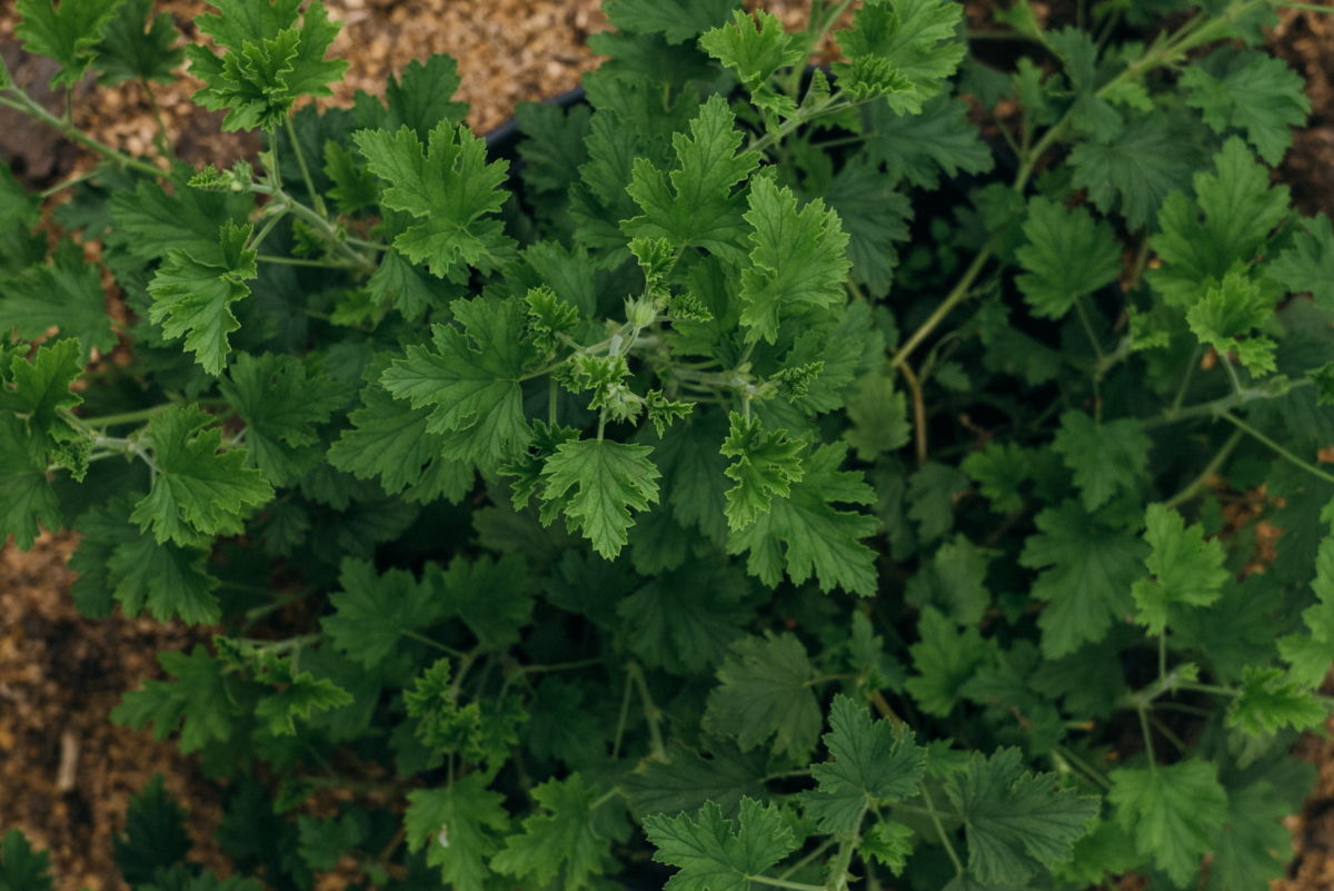 Pelargonija_SR-1.jpg