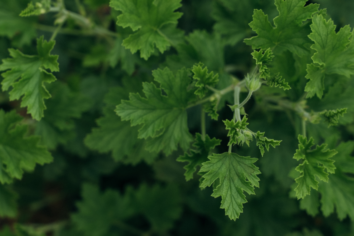 Pelargonija_Saules_Rasa_Stasti.jpg