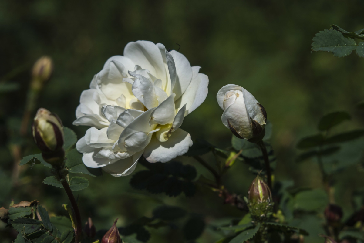 Roze.jpg