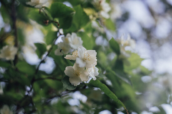 MIX: Jasmīns + Roze