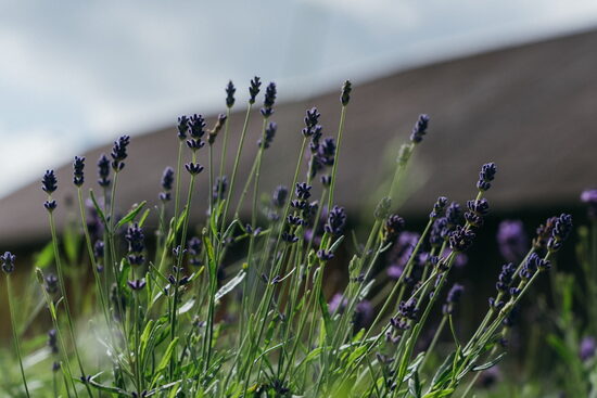Lavanda