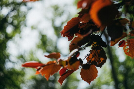 MIX: Lazda + Kastanis