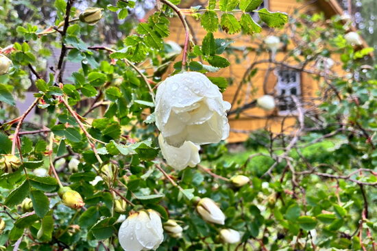 Roze