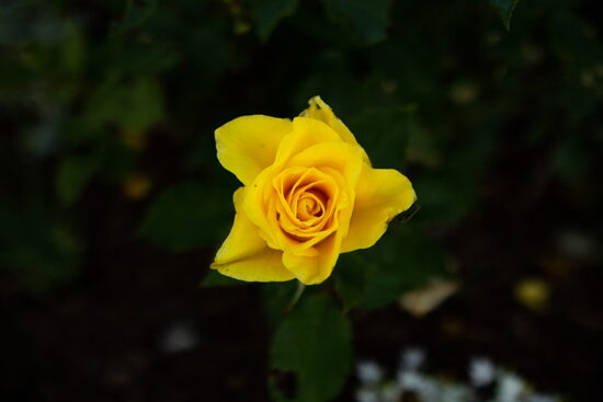 MIX: Roze + Raspodiņš