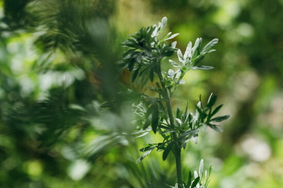 MIX: Vērmele + Asinszāle