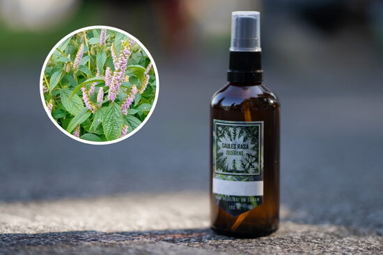 Vjetnamiešu citronmētra