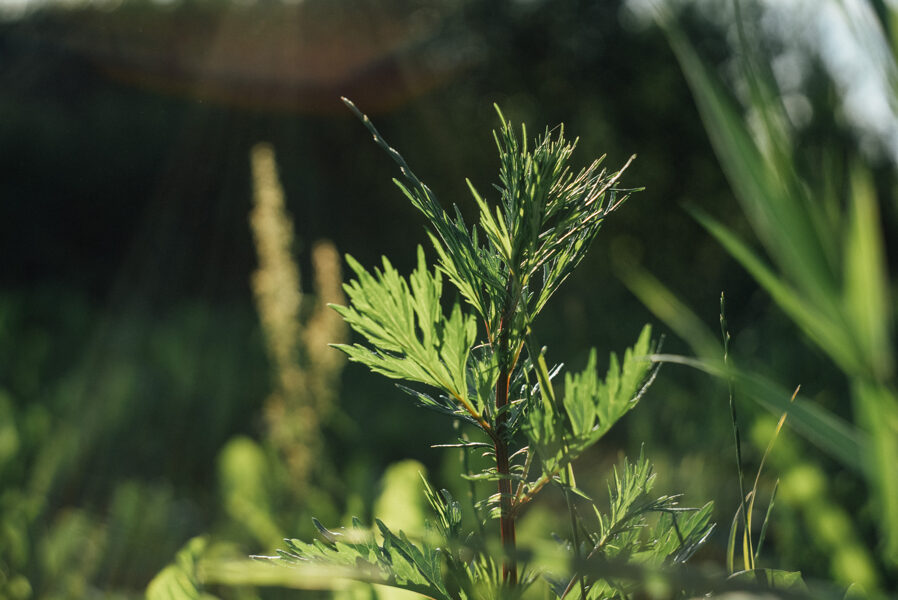 MIX: Vībotne + Pelašķis + Asinszāle